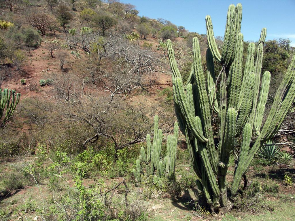 100221_Huehuetlan_059.JPG