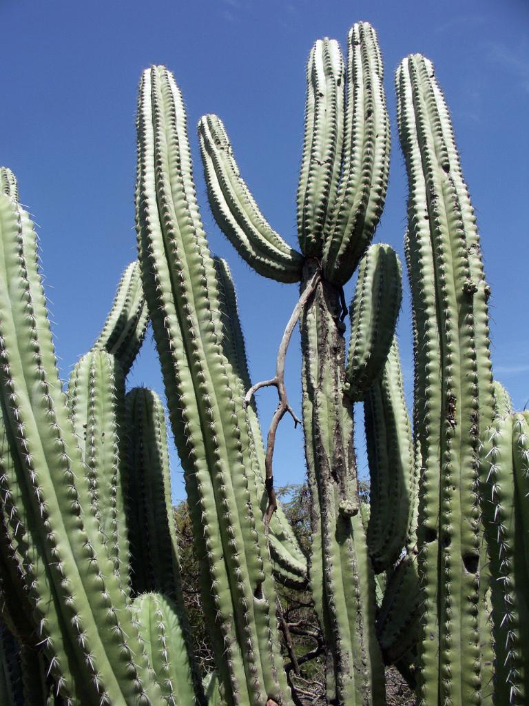 100221_Huehuetlan_060.JPG