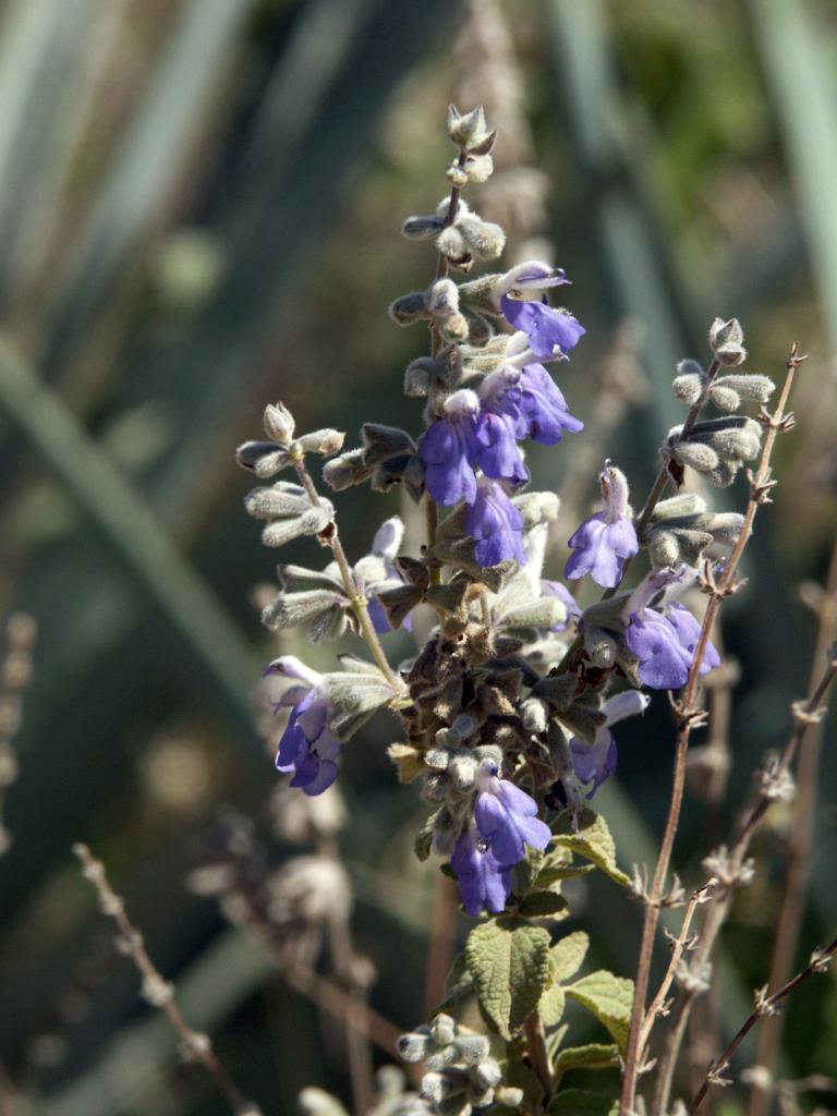 100221_Huehuetlan_073.JPG