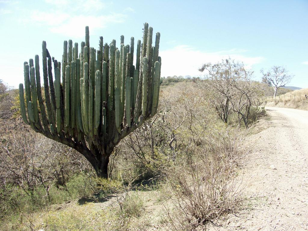100221_Huehuetlan_077.JPG