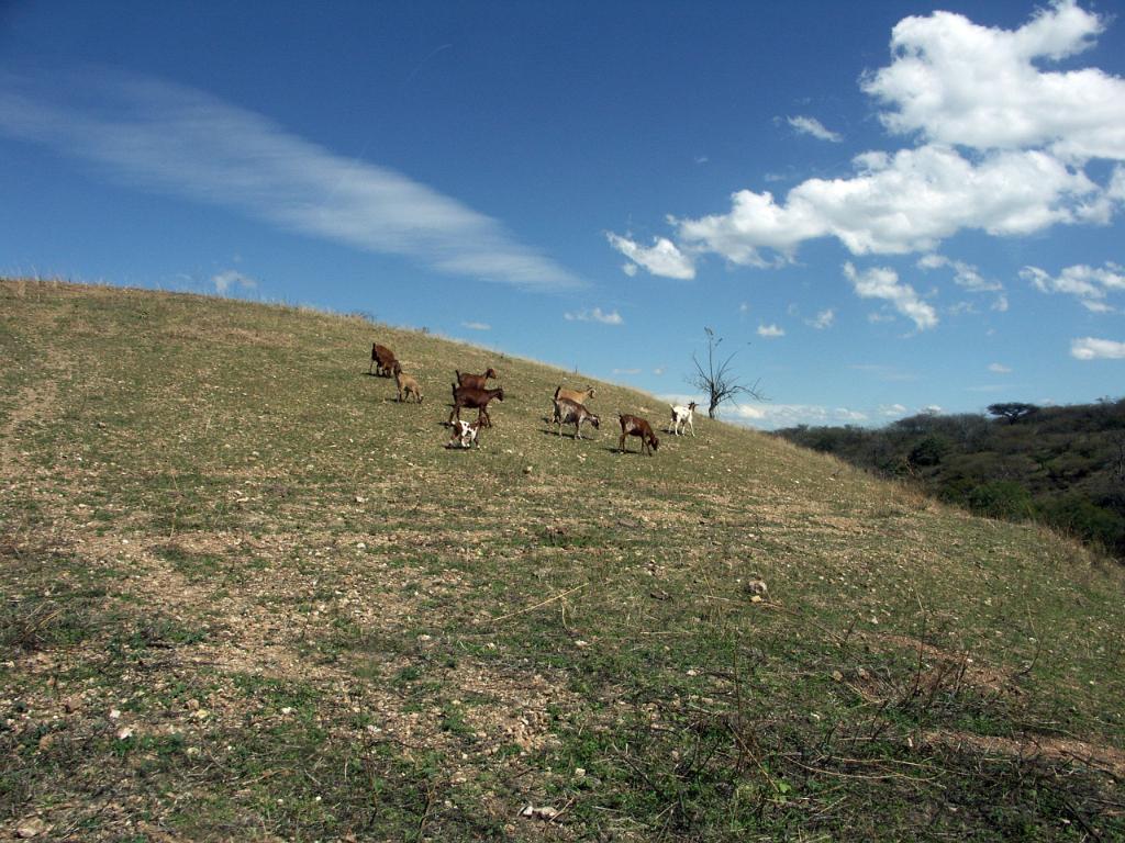 100221_Huehuetlan_078.JPG