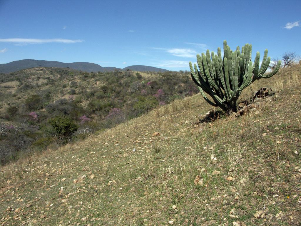 100221_Huehuetlan_079.JPG