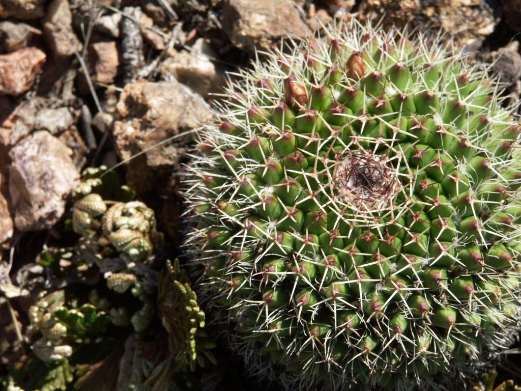100221_Huehuetlan_084.JPG