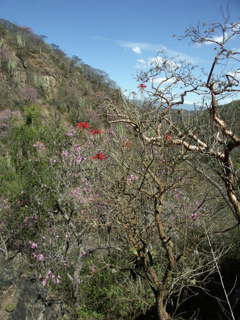 100221_Huehuetlan_091.JPG