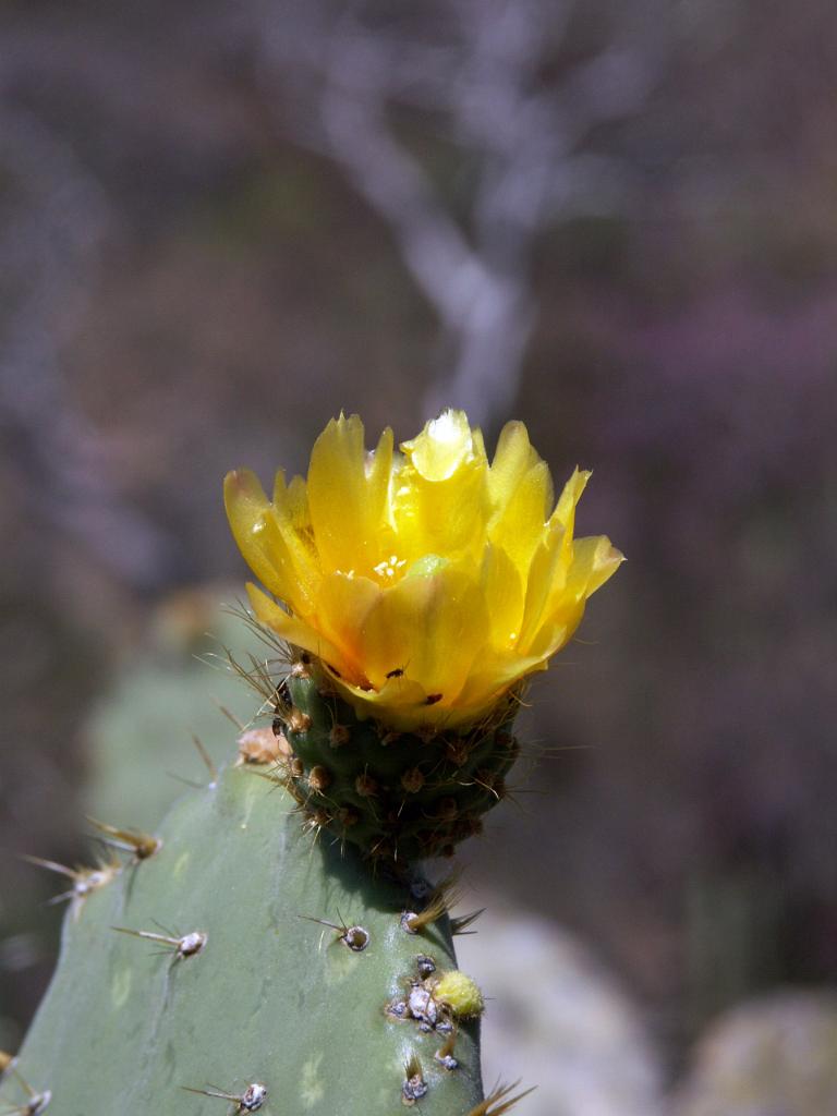 100221_Huehuetlan_097.JPG