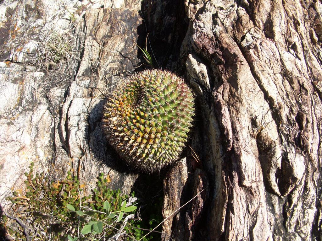 100221_Huehuetlan_098.JPG