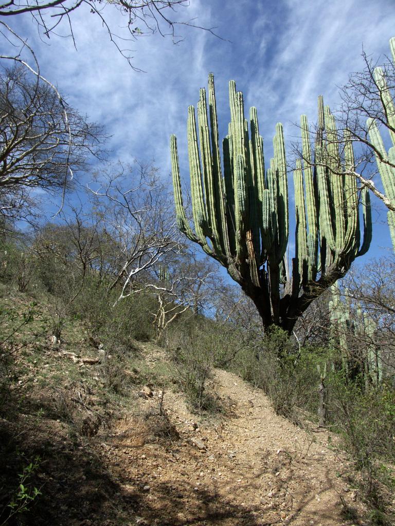 100221_Huehuetlan_100.JPG