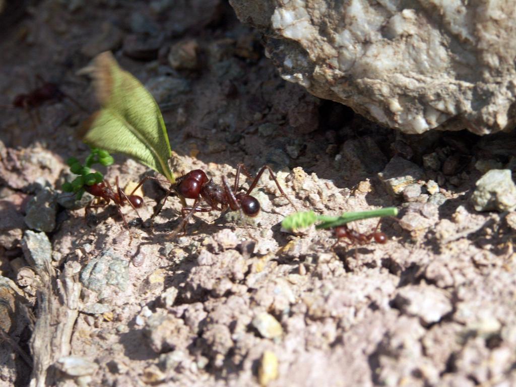 100221_Huehuetlan_110.JPG
