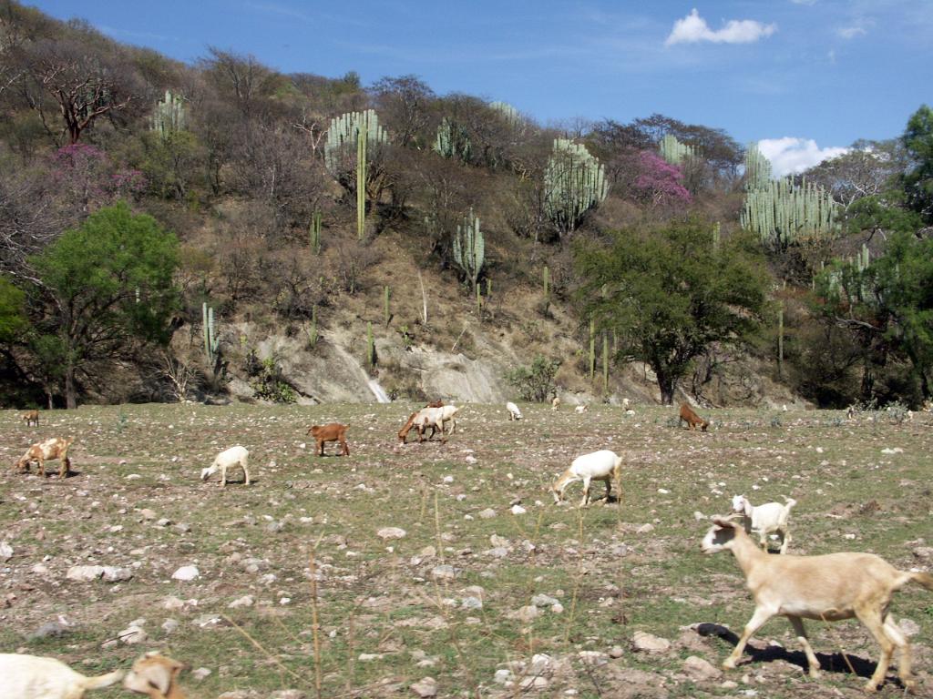 100221_Huehuetlan_127.JPG