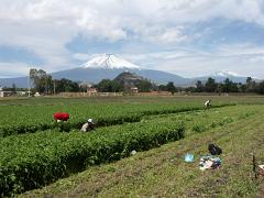 100221_Huehuetlan_020