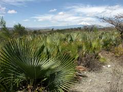 100221_Huehuetlan_031