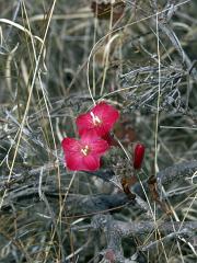 100221_Huehuetlan_032