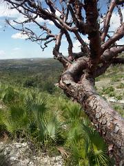 100221_Huehuetlan_040