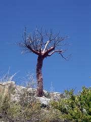 100221_Huehuetlan_045
