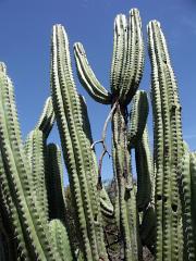 100221_Huehuetlan_060