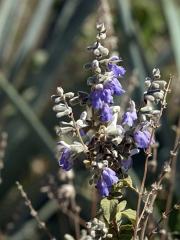 100221_Huehuetlan_073