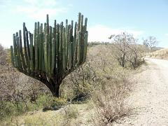 100221_Huehuetlan_077