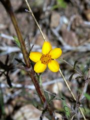 100221_Huehuetlan_081
