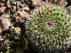 100221_Huehuetlan_084