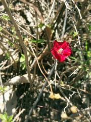 100221_Huehuetlan_088