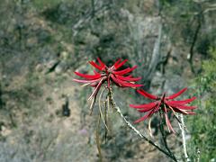 100221_Huehuetlan_093