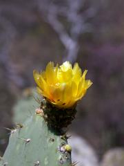 100221_Huehuetlan_097
