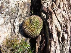 100221_Huehuetlan_098