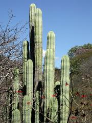 100221_Huehuetlan_103