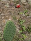 thumbs/04072415_Teotihuacan.jpg