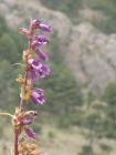 thumbs/Malinche_003.jpg