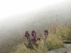 thumbs/Malinche_004.jpg