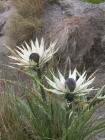 thumbs/Malinche_005.jpg