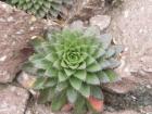 thumbs/Malinche_013.jpg
