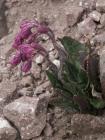 thumbs/Malinche_015.jpg