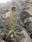 thumbs/Malinche_016.jpg