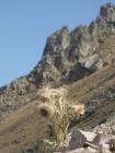 thumbs/Malinche_021.jpg