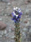 thumbs/Malinche_024.jpg